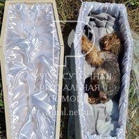 Похорон собаки